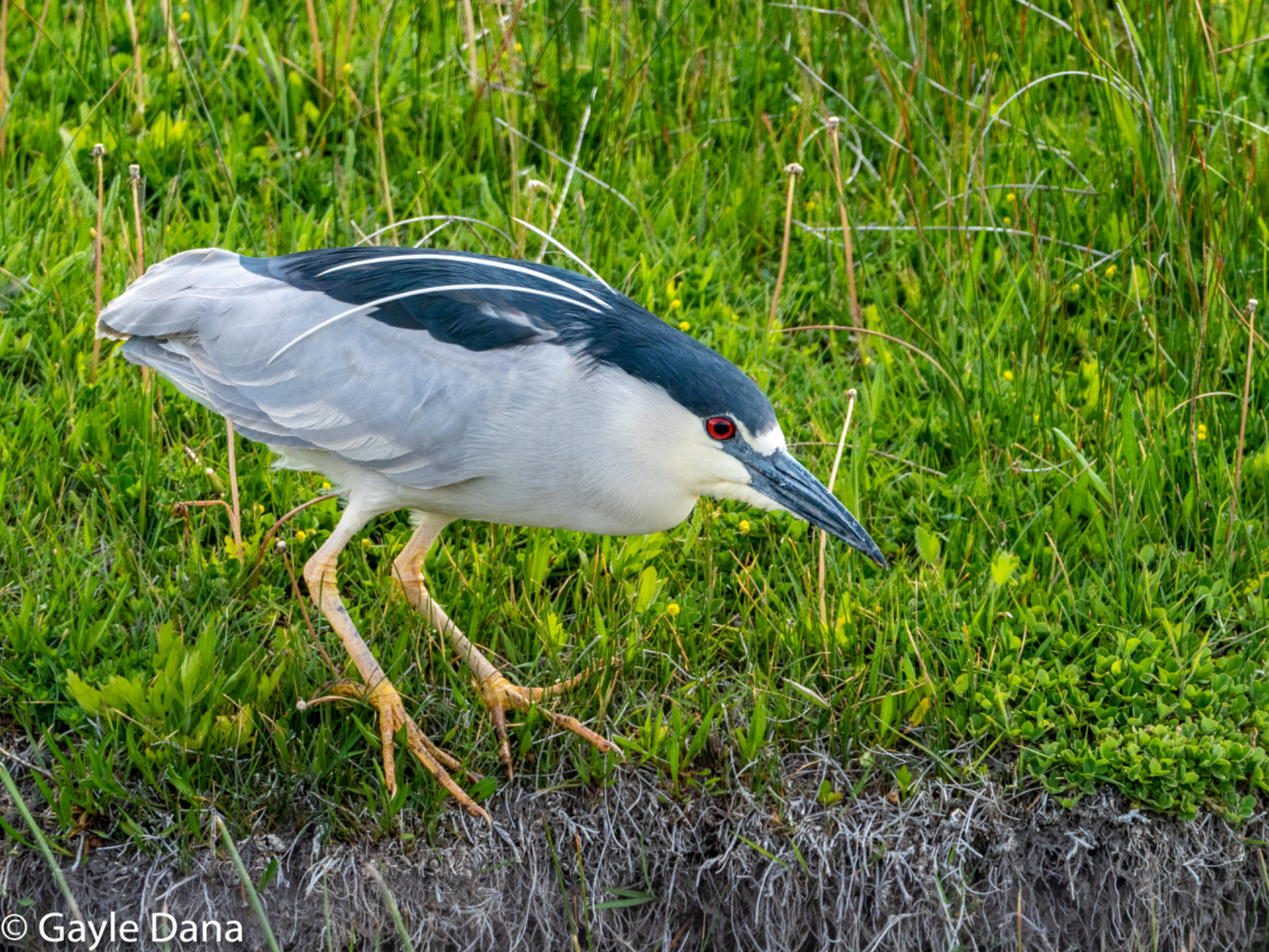 Black crowned Night Heron hunting